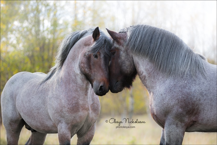 Meeting of two giants Stallions of the Belgian Draft Horse breed